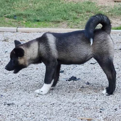 American Akita