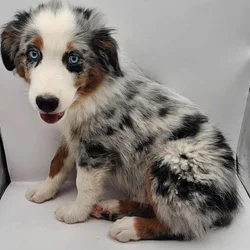 Australian Shepherd Puppies