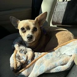 Chihuahua for sale