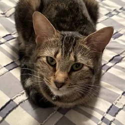 Free cat to good home