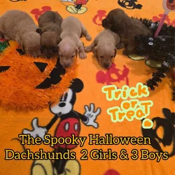 Dachshund Miniature