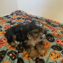 Yorkie puppy
