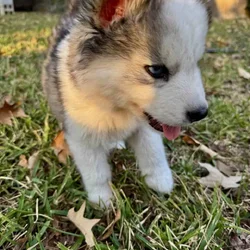 Siberian woolly huskys