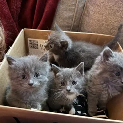 Grey part Maine Coon kitties