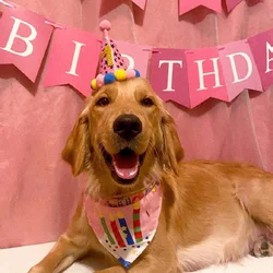 Adult Female Golden Retriever