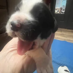 New Pyrenees Puppies