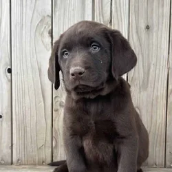 Lab Puppies