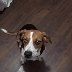 Dog for sale