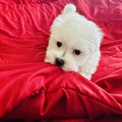 Maltese white