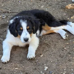 Mini Aussie Boys