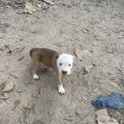 Two puppies left