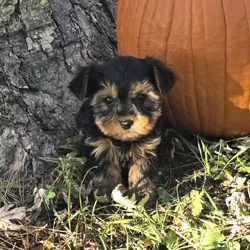 Yorkshire Terrier puppies for sale in Michigan