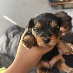Teacup yorkies