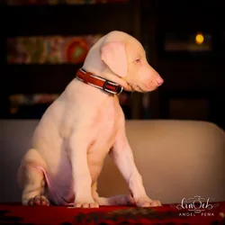 Doberman Puppy