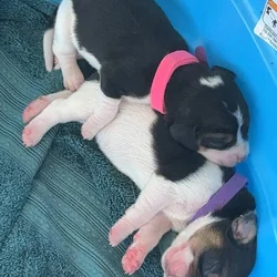 Pure Bred Beagle Puppies