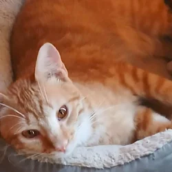 Orange Tabby Male 11mths Colorado