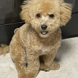 Poochon puppy