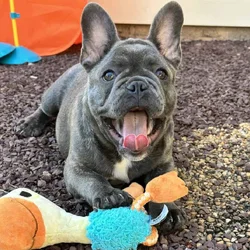 16 Week Old PROFESSIONALLY TRAINED French Bulldog