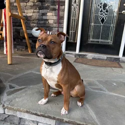 Boxer mix