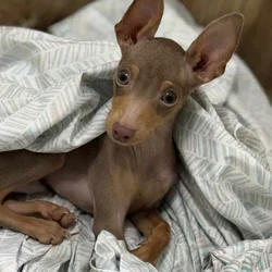 Min pin pure bred