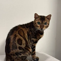 Bengal