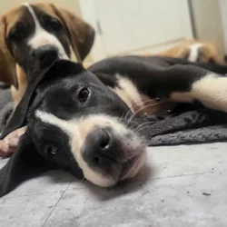 Saint Bernard x Great Dane Puppies