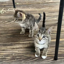 Tabby Kittens!
