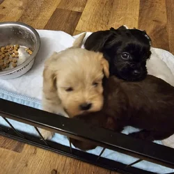 Shih pooh Toy Poodle and Shih tzu mix puppies