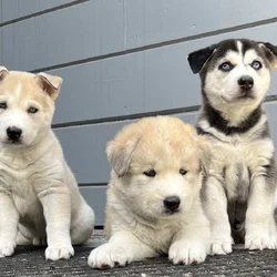 Husky Puppies