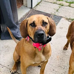 Gentle Giant Looking for a Loving Family