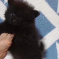 Pomeranian puppies