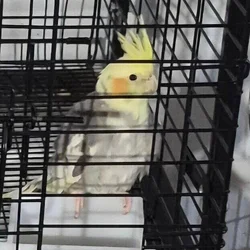 2 young Cockatiels