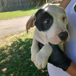 Hulk, American Pit Bull Terrier Puppy