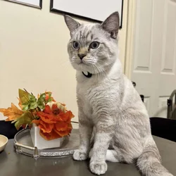British shorthair blue eyes
