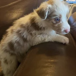 Australian Shepard puppies