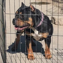 Bully female