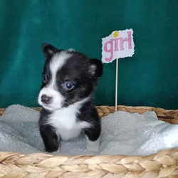 CKC American Corgis