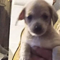 Cute puppies