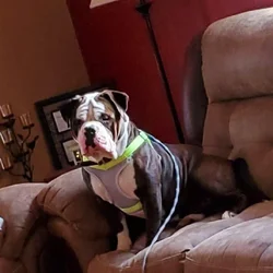 Grizz - Olde English Bulldog
