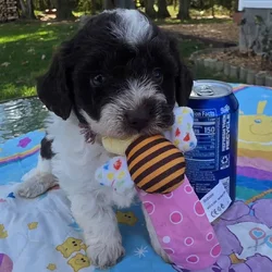 Toy poodle puppies