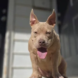 American bully couple months old
