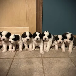 Saint Bernard Puppies