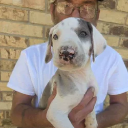 Great Dane puppies