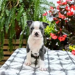 Jake the Boston