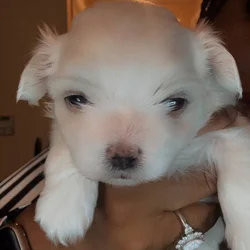 Shihpoo/ maltipoo mix