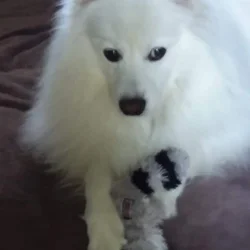 Seven Year Old American Eskimo Purebred AKC