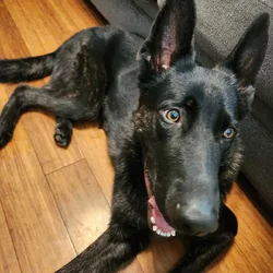 GSD, needs a new home