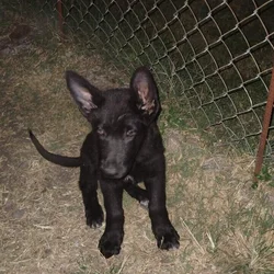 Black German Shepherd Puppy
