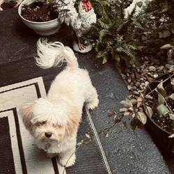 White Havanese