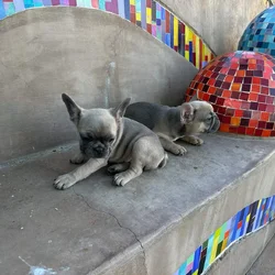 Amazing French Bulldogs for Sale